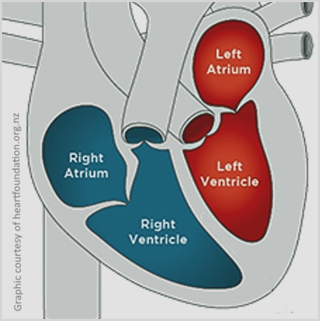 The four chambers of the heart: right atrium, left atrium, right ventricle, left ventricle
